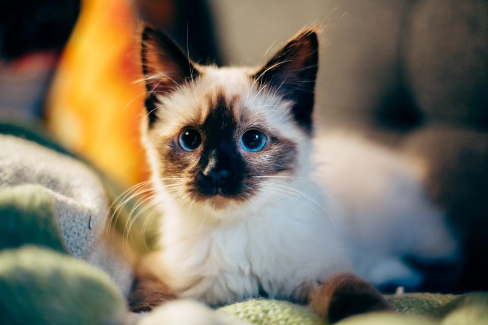 maine coon kitten kittens