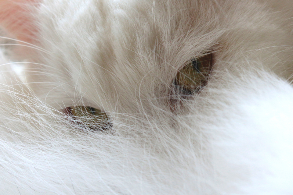 Pet Food
