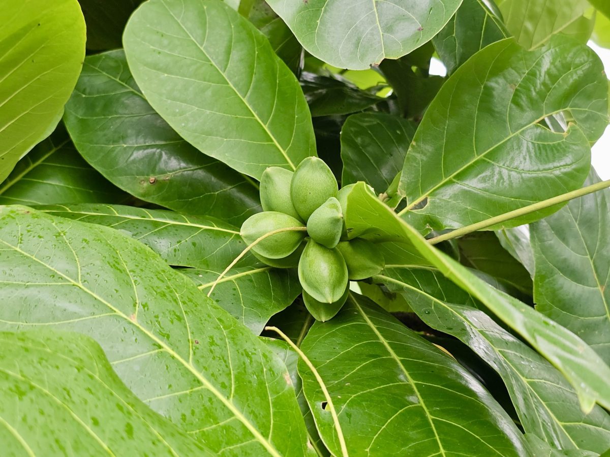 Nuts & Seeds