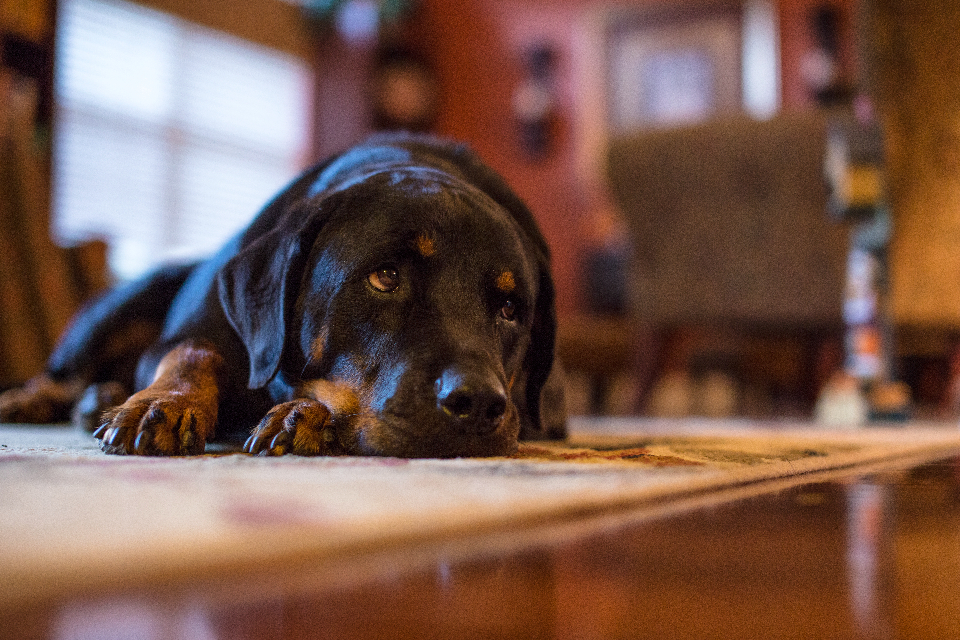 kitten starter pâté kitten