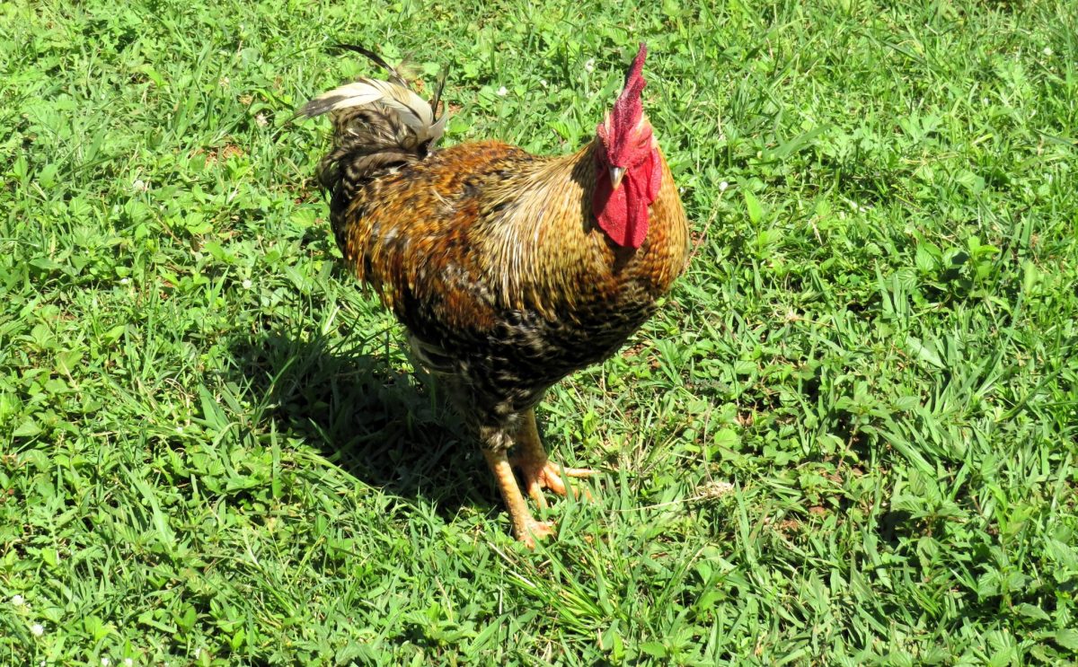 layer pellets turkey