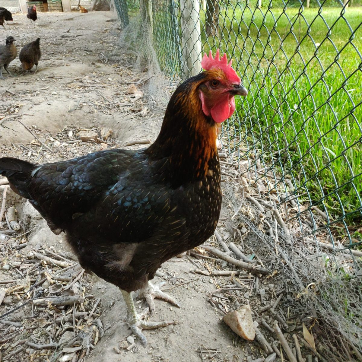 day-old chicks chicks