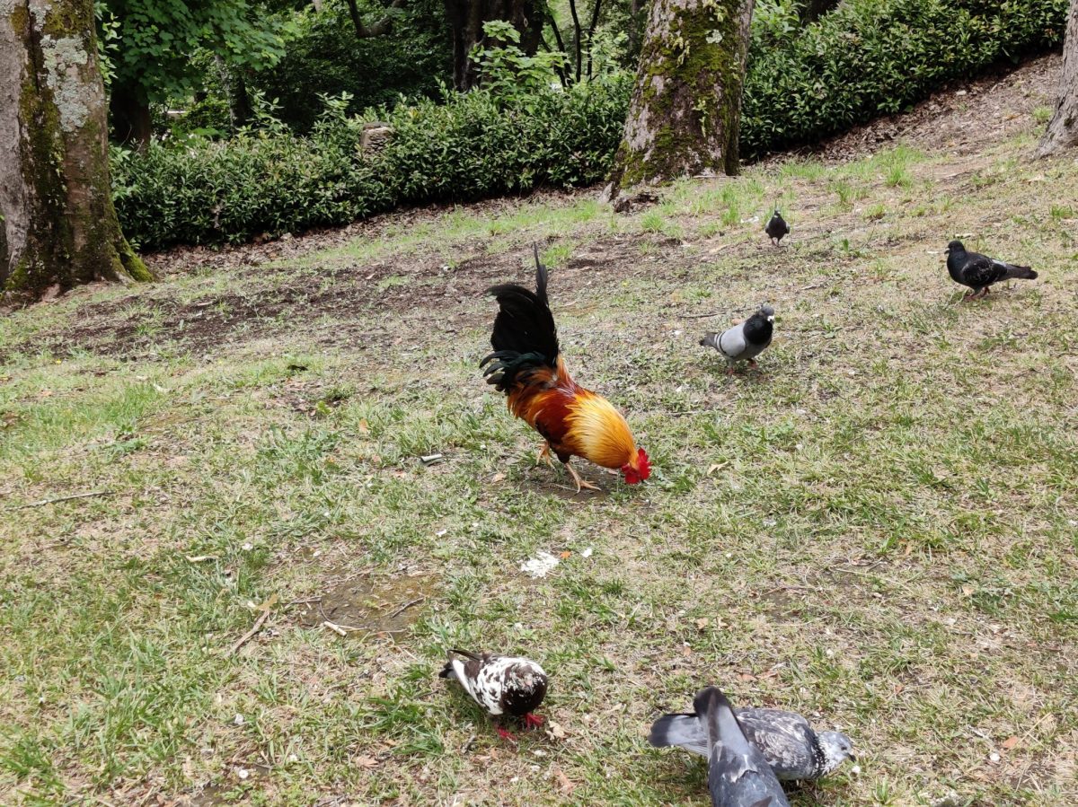 Chicken