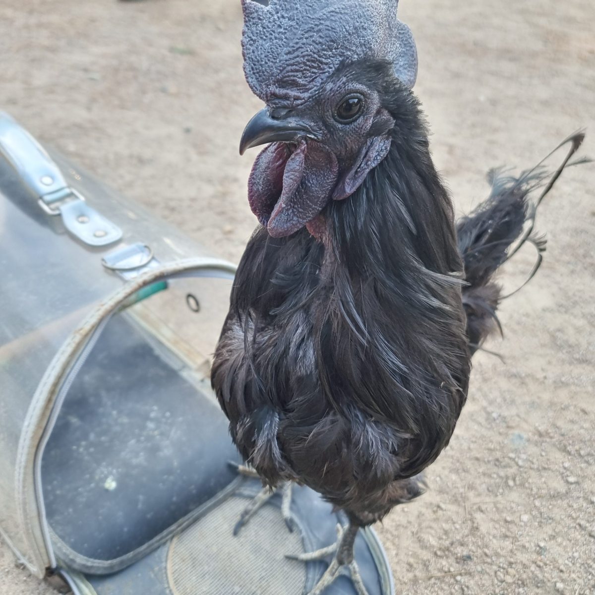 garden coop chicks