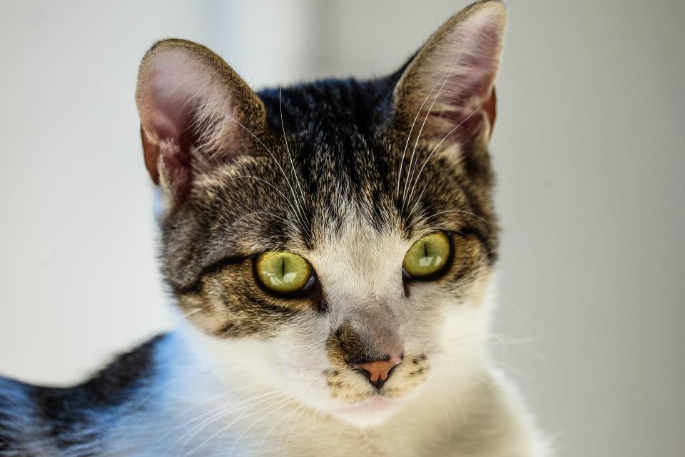 kitten health plan wellness