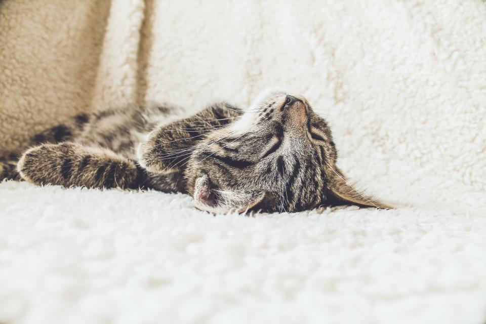 Kittens raised in our home