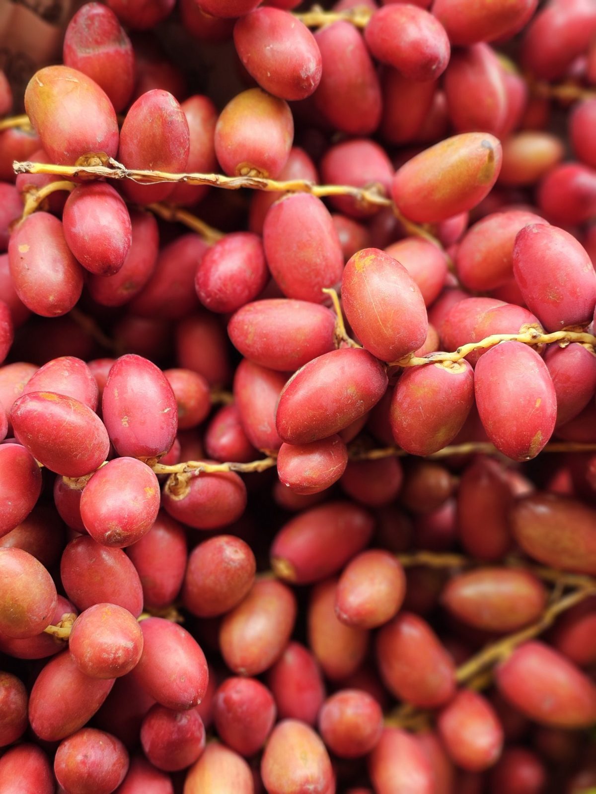 ajwa dates dates