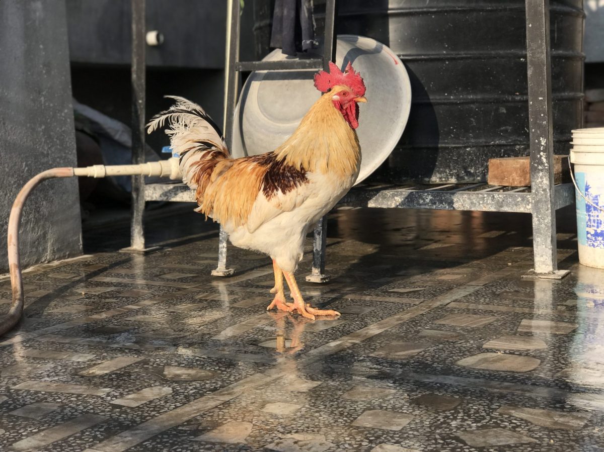 chick starter crumb feed