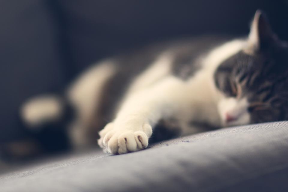 Grain-free Salmon Kibble — close-up