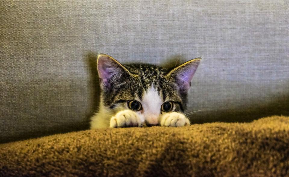 Cat Breeding demo preview