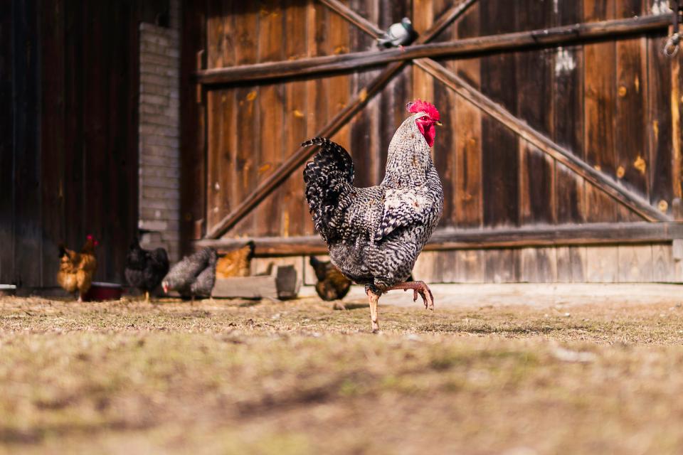 Free-range eggs from our meadows