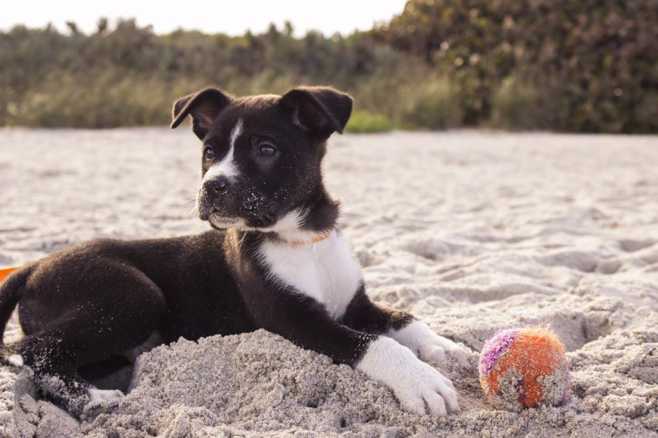 puppy soft mix puppy