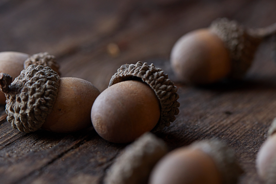 A gentle guide to black seed oil