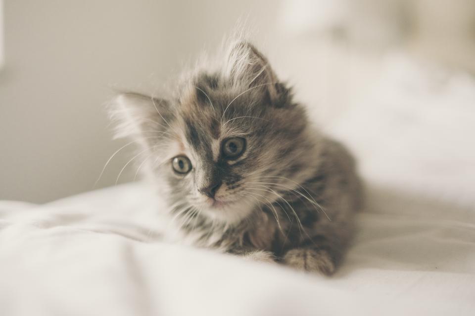 Grooming