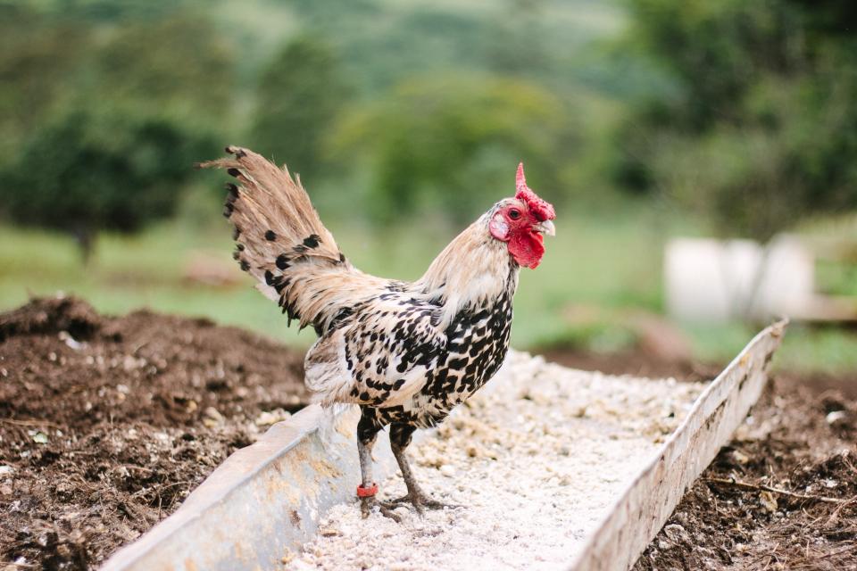 organic blue eggs eggs