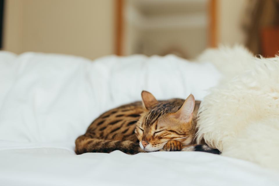 persian silver adult adult cats