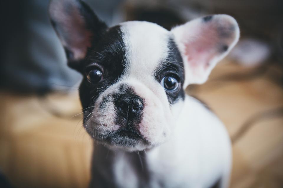 Dog Food