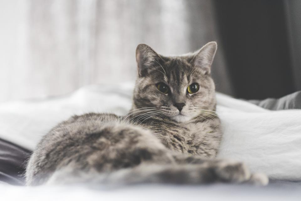 vet check package wellness